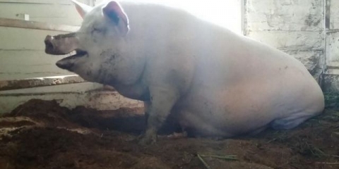 Krmača - karakteristike, opis