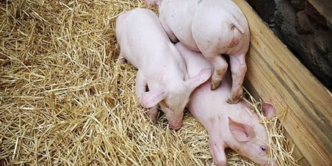 Svinjogojstvo kao posao: uzgoj svinja, uzgoj kod kuće