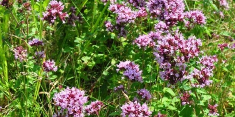 Svojstva origana u čaju za žene i muškarce