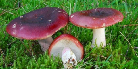 Russula postaje smeđa: fotografija i opis