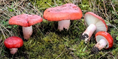 Russula krvavo crvena: gdje raste i kako izgleda