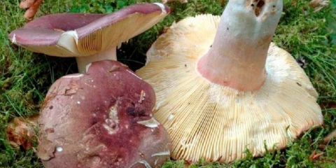 Russula like: opis i fotografija