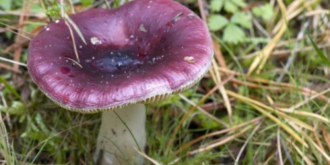 Russula krhka: opis i fotografija