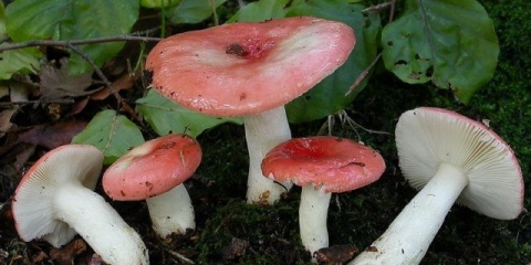 Mayra russula: fotografija i opis