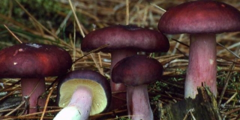 Russula sardonyx: opis i fotografija