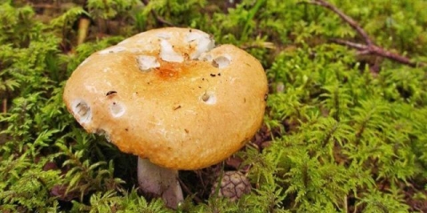 Russula blijedi: fotografija i opis