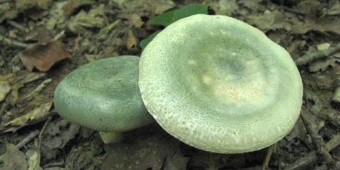 Russula zelenkasta: opis gljive, fotografija