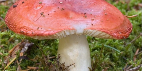 Spaljivanje russula: opis i fotografija