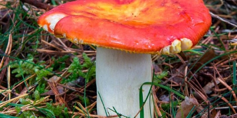 Russula zlatna: opis i fotografija