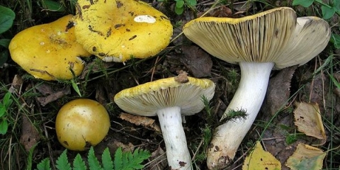 Russula zlatnožuta: opis i fotografija