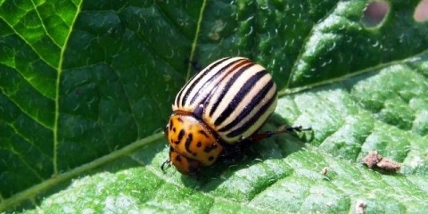 Duvan protiv koloradske zlatice