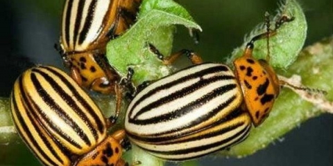 Tabu: upute za upotrebu krumpira