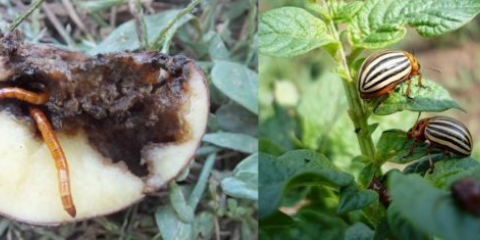 Tabu prilikom sadnje krompira: recenzije