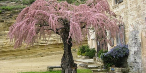 Tamarik u pejzažnom dizajnu: kompozicije, kombinacija