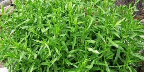 Trava estragona: opis, svojstva, sadnja i njega