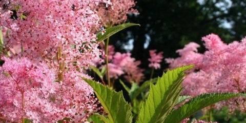 Livada (livada) ružičasta: uzgoj i njega