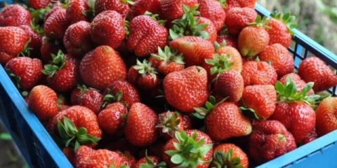 Frigo tehnologija uzgoja jagoda: opis, sadnja, njega