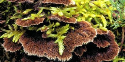 Telephora klinčić (karanfil): fotografija i opis