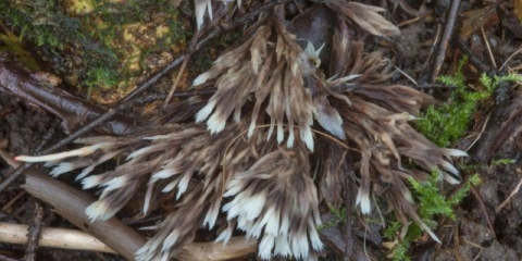 Tassel telephora: fotografija i opis