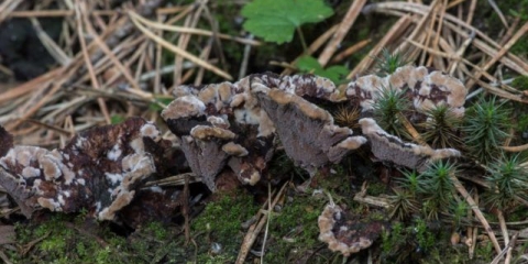 Zemaljska telefora: fotografija i opis