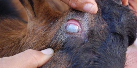 Telazioza kod goveda: simptomi i liječenje