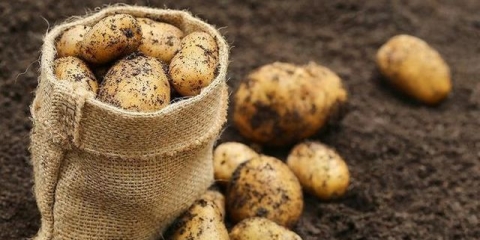 Temperatura tla za sadnju krompira u proljeće