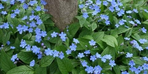 Višegodišnje biljke koje vole sjenu cvjetaju cijelo ljeto