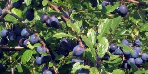 Crni trn (crni trn): fotografija grmova i plodova, kako izgleda kada se bere, cvjetanje, vrste