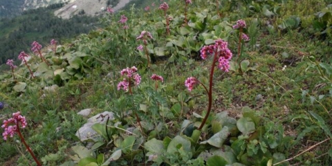 Pacifička bergenija: opis, ljekovita svojstva i narodni recepti