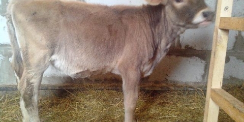 Timpanija kravljeg buraga: povijest bolesti, liječenje i prevencija