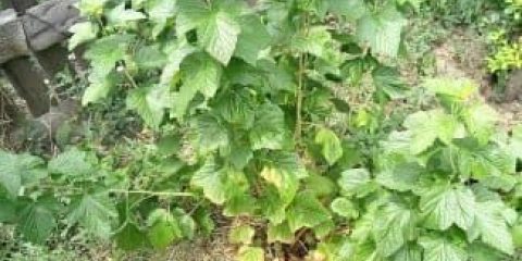 Titania - zašto je ova sorta crne ribizle toliko popularna