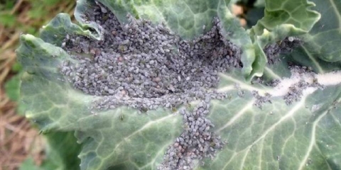 Lisne uši na kupusu: narodne metode i hemijska sredstva suzbijanja