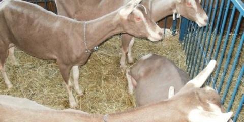 Toggenburg koza: održavanje i njega