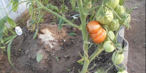 Paradajz 100 funti: karakteristike i opis sorte