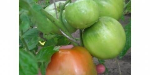 Adamova jabuka paradajz