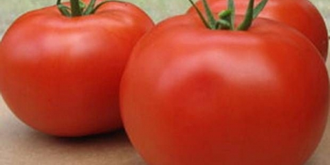 Paradajz afrodita f1: recenzije, opis, fotografija