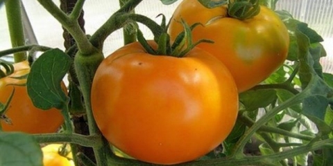 Altai narandžasti paradajz: opis i karakteristike sorte
