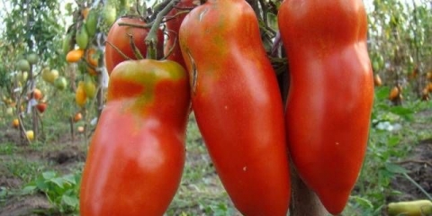 Paradajz grimizni mustang: recenzije, fotografije