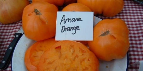 Amana narandžasti paradajz (amana narandža, amana narandža): karakteristike, produktivnost