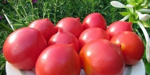 Paradajz andreevsky iznenađenje: karakteristike i opis sorte