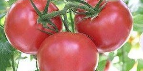 Paradajz andromeda f1: opis sorte, fotografije, recenzije