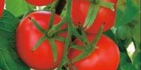 Paradajz maćuhica f1: karakteristike i opis sorte