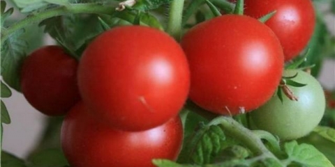 Astrakhan paradajz: karakteristike i opis sorte