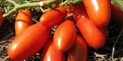 Paradajz banana crvena: karakteristike i opis sorte