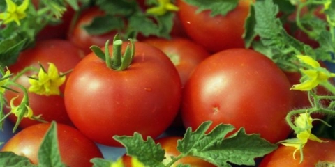 Bijeli fil od paradajza: opis, fotografija, recenzije