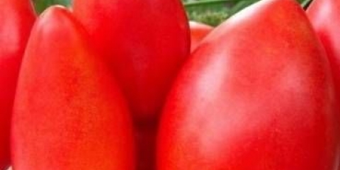 Bezdimenzionalni paradajz: recenzije + fotografije