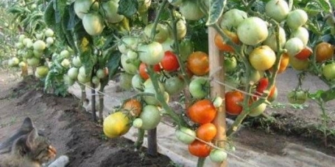 Bobcat paradajz f1: opis, fotografija, recenzije