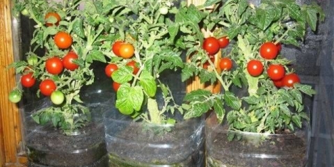 Bonsai od paradajza: karakteristike i opis sorte