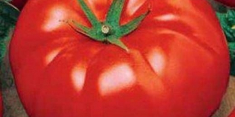 Paradajz goveđe čelo