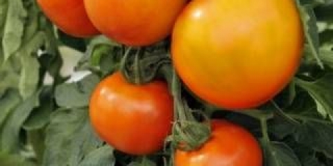 Paradajz čeljabinsk meteorit: recenzije + fotografije